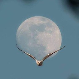 Sad, �����, 46 ���