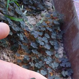 �������, �����, 39 ���