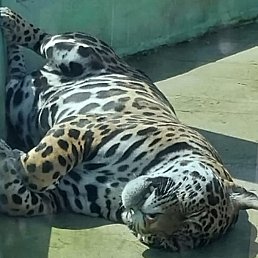 �������, �����, 43 ����