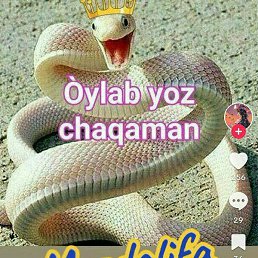 Shirin, �������, 22 ����