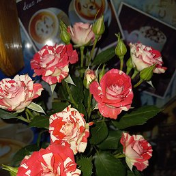 ������, �����-���������, 44 ����