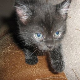 �������, �����, 36 ���