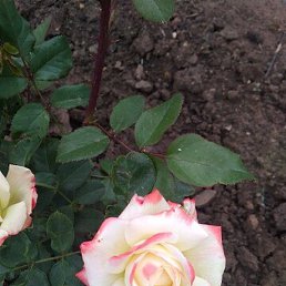 ���������, ���������, 64 ����