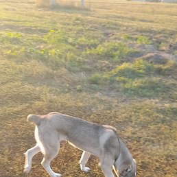 �������, �����, 39 ���