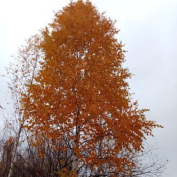 �������, �����-���������, 41 ���