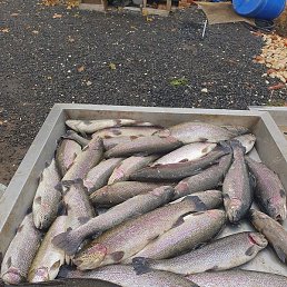 �������, �����������, 30 ���