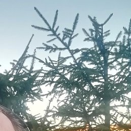 ������, �������, 38 ���