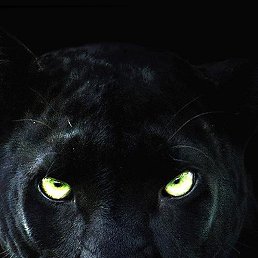 Richard, ���������, 37 ���