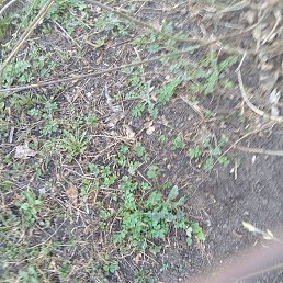 ��������, �������, 40 ���