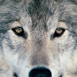 ������, �����-���������, 46 ���