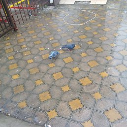 �������, ����������, 36 ���