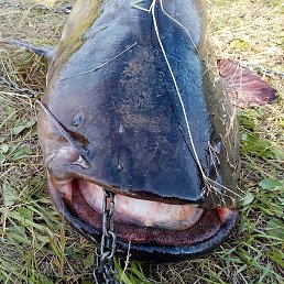 �����, ������, 38 ���