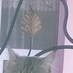 ����, �����, 39 ���