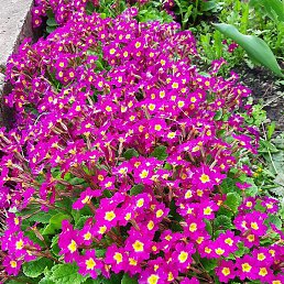 L, ������, 38 ���