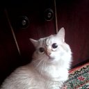 ���� �����, �����������, 57 ��� - ��������� 4 ���� 2023