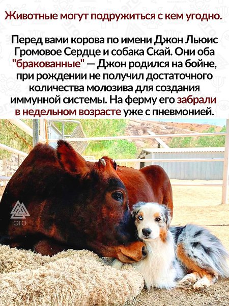 Людям определённо есть, что перенять у животных — способность любить безусловно, верность в дружбе и ...