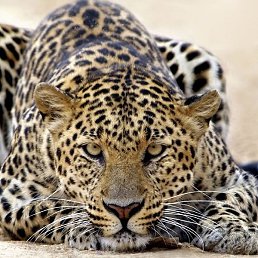 ����'���, �������, 25 ���