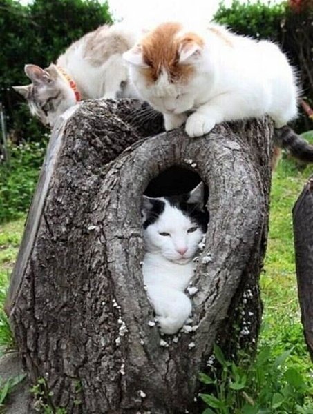 ��� �����. Ÿ ���� �� �������. � ������� ��� ��� �������� ����� ����� ����� �������