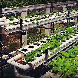 Lesha, �����-���������, 45 ���