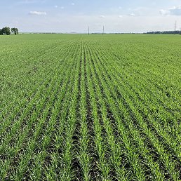 ���������, ������, 43 ����