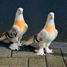 ���� ����, ������, 42 ���� - ��������� 20 �������� 2023