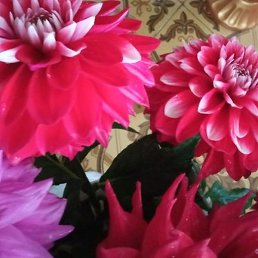 ������, ���������, 82 ����