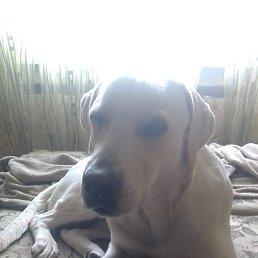 �����, �����, 63 ����