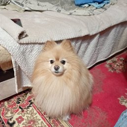 ����, ������, 46 ���