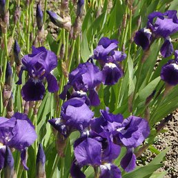 �����, ������, 45 ���