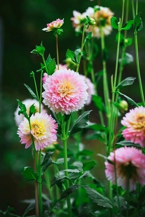 ������ � ��� ������� ������. � ������. ������� ������� ���� ���������� � ������ ���� �� ����... ...