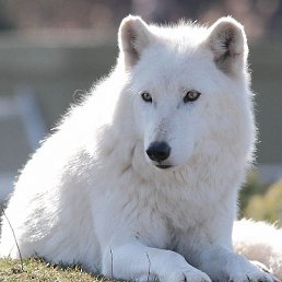 ����, �������, 21 ���