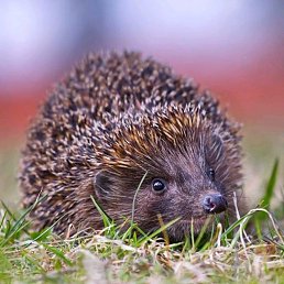 ���� �����, ������������, 48 ��� - ��������� 18 ����� 2023