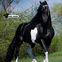 ���� ����, ������, 36 ��� - ��������� 17 ������� 2023