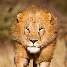 ������, ������, 36 ���