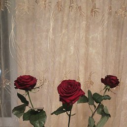 ����, ��������, 28 ���