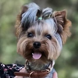 �������, ���������, 39 ���