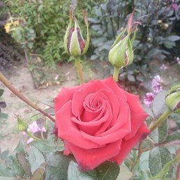 ���� �����, �������, 40 ��� - ��������� 21 ������� 2023