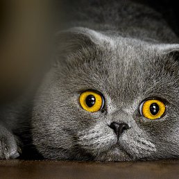 Al, ������-��-����, 57 ���