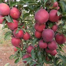 ������, �����, 36 ���