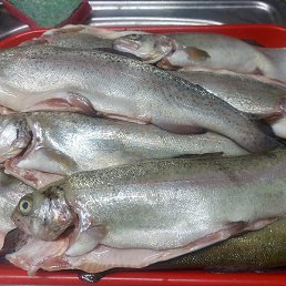 �����, ������, 47 ���