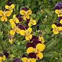 ��� ����� ������� � ���� � ���� �� ������� �������