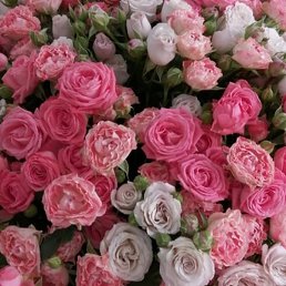 ����, ���������, 40 ���