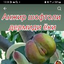 ���� Ilhom, ���������, 31 ��� - ��������� 21 ���� 2023 � ������ ���� ����������