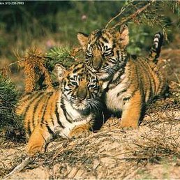 �����, ������, 41 ���