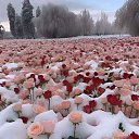 ���� Amirr, ���������, 27 ��� - ��������� 30 ������� 2023 � ������ ���� ����������