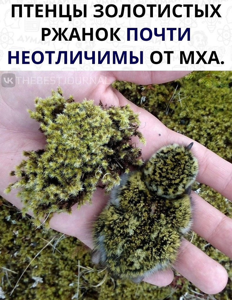 ,    .       ...