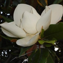 �����, ������, 41 ���