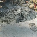  Tiger, , 72  -  28  2023   memory Hurghada