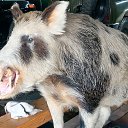 ���� �����, ����, 54 ���� - ��������� 2 ������� 2023