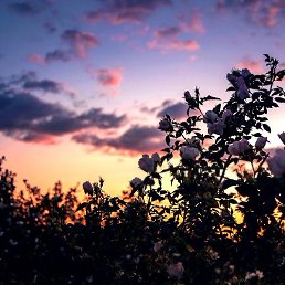 �����, ��������, 23 ����